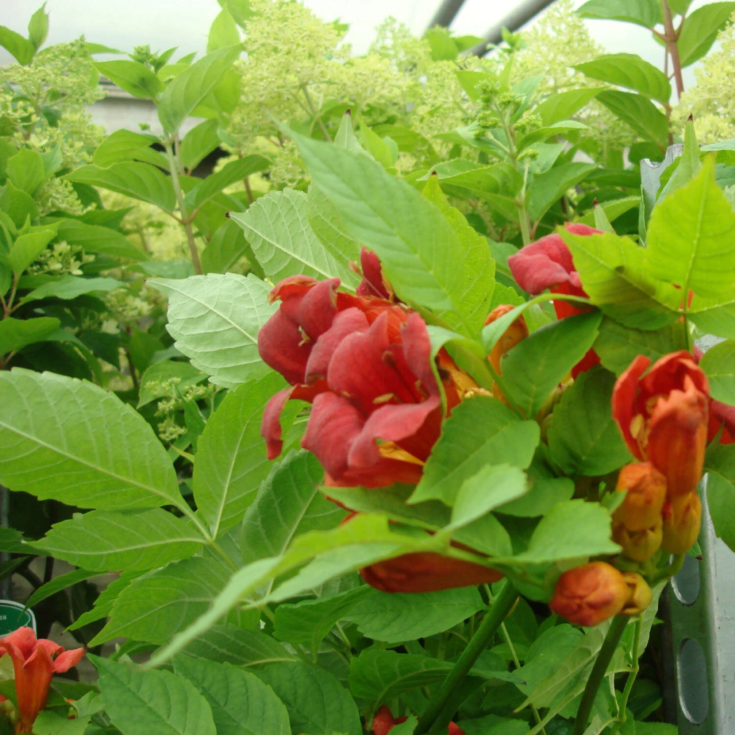 Campsis Radicans 'Stromboli' 3 Campsis Radicans 'Stromboli' – Bild 3