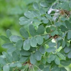 Caragana Arborescens -Seeds and Fertilizers Geschäft caragana arborescens4