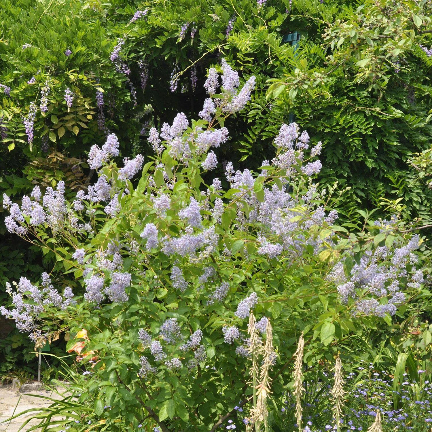Ceanothus Delilianus 'Gloire D.Versailles' 1 Ceanothus Delilianus 'Gloire D.Versailles'