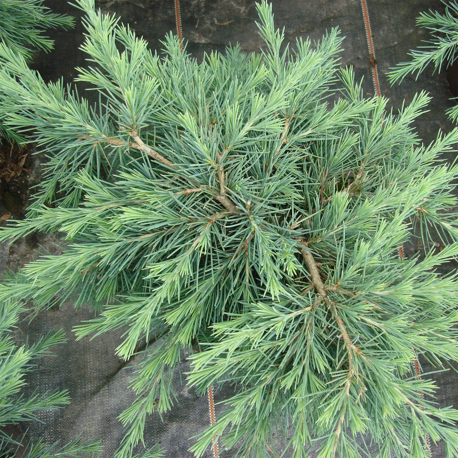 Cedrus Deodara 'Feeling Blue' 2 Cedrus Deodara 'Feeling Blue' – Bild 2