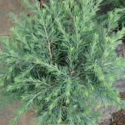 Cedrus Deodara 'Feeling Blue' 6 Cedrus Deodara 'Feeling Blue' -Seeds and Fertilizers Geschäft cedrus deodara feeling blue3