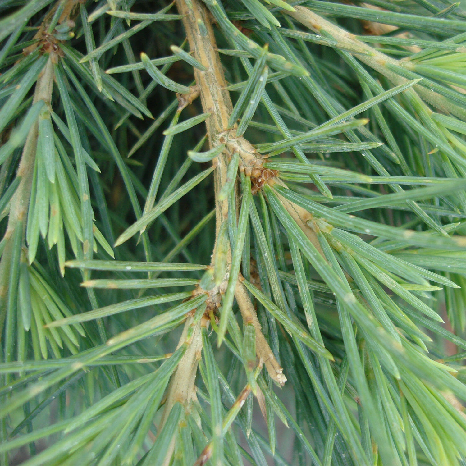 Cedrus Deodara 'Feeling Blue' 4 Cedrus Deodara 'Feeling Blue' – Bild 4