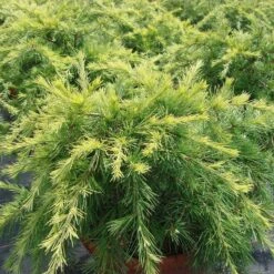 Cedrus Deodara 'Golden Horizon'