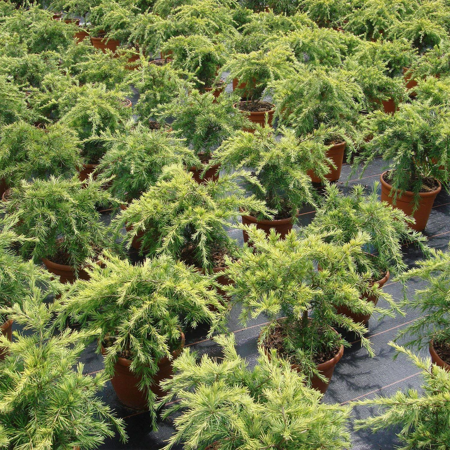 Titelseite -Seeds and Fertilizers Geschäft cedrus deodara golden horizon2