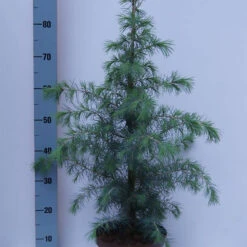Cedrus Deodara