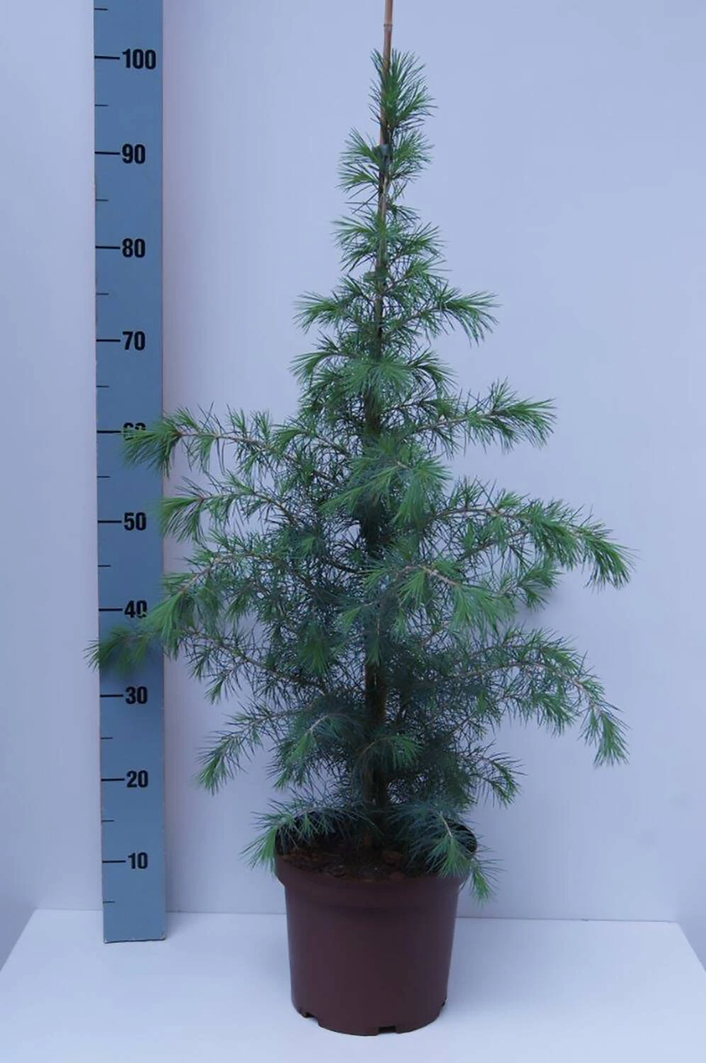 Cedrus Deodara 2 Cedrus Deodara – Bild 2