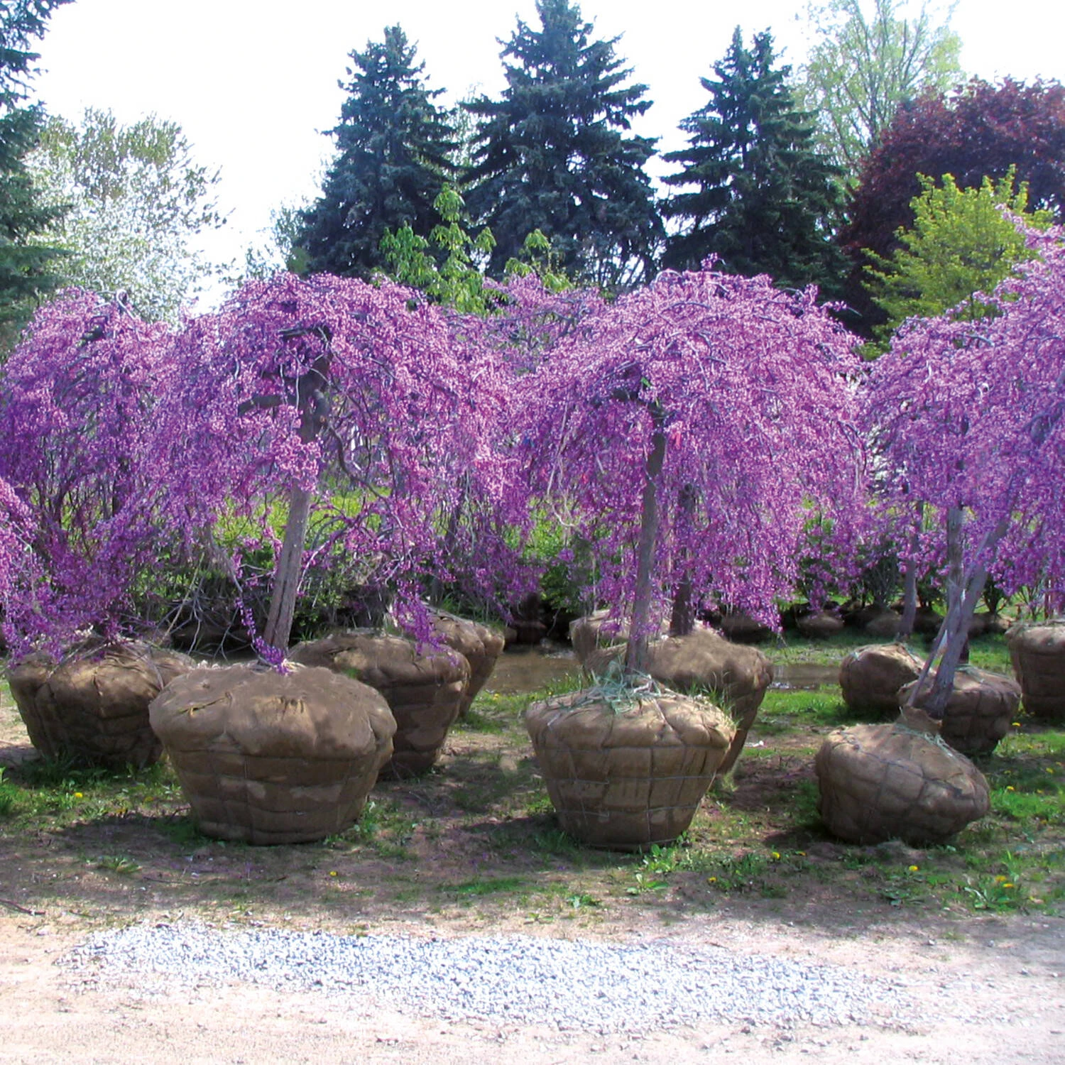 Cercis Canadensis 'Lavender Twist' 1 Cercis Canadensis 'Lavender Twist'