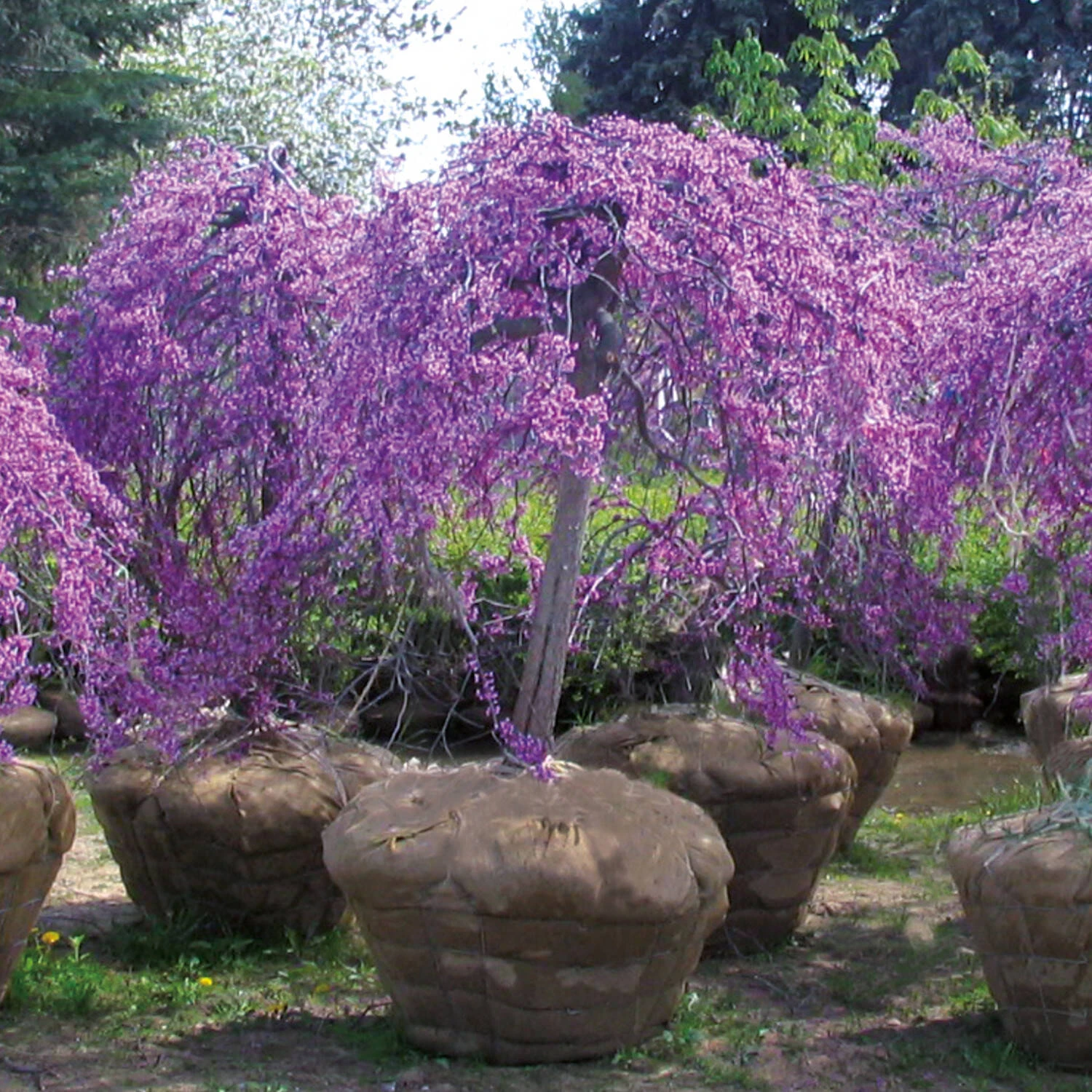 Cercis Canadensis 'Lavender Twist' 2 Cercis Canadensis 'Lavender Twist' – Bild 2