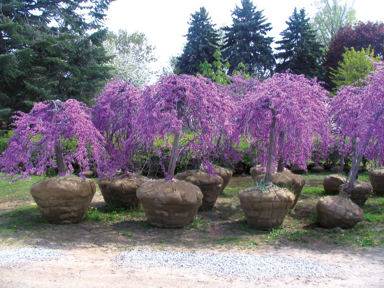 Cercis Canadensis 'Lavender Twist' 3 Cercis Canadensis 'Lavender Twist' – Bild 3