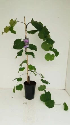 Cercis Canadensis 'Lavender Twist' 7 Cercis Canadensis 'Lavender Twist' -Seeds and Fertilizers Geschäft cercis canadensis judasbaum lavender twist4