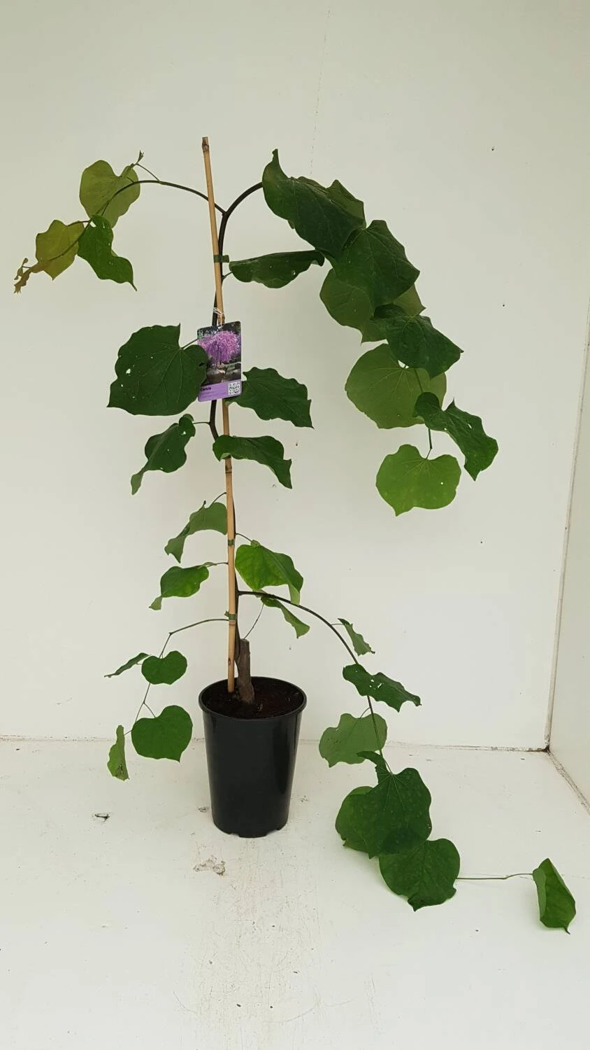 Cercis Canadensis 'Lavender Twist' 4 Cercis Canadensis 'Lavender Twist' – Bild 4