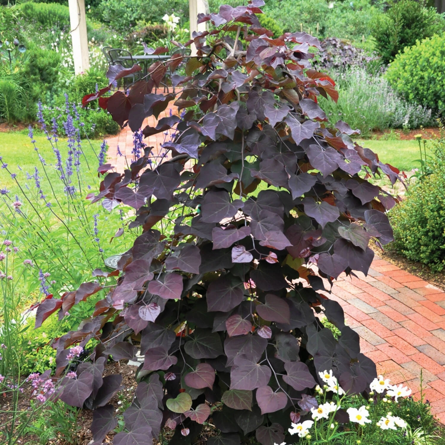 Cercis Canadensis 'Ruby Falls' 1 Cercis Canadensis 'Ruby Falls'