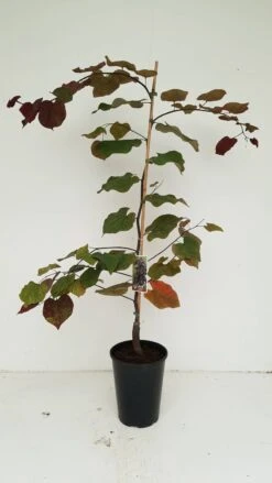 Cercis Canadensis 'Ruby Falls' 5 Cercis Canadensis 'Ruby Falls' -Seeds and Fertilizers Geschäft cercis canadensis judasbaum ruby falls3