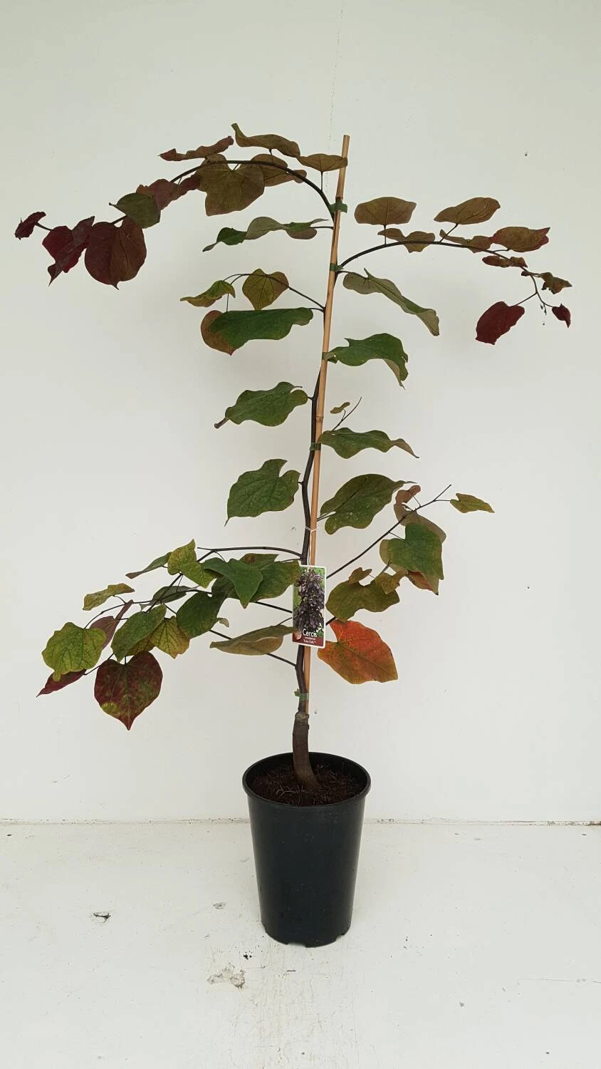 Cercis Canadensis 'Ruby Falls' 3 Cercis Canadensis 'Ruby Falls' – Bild 3