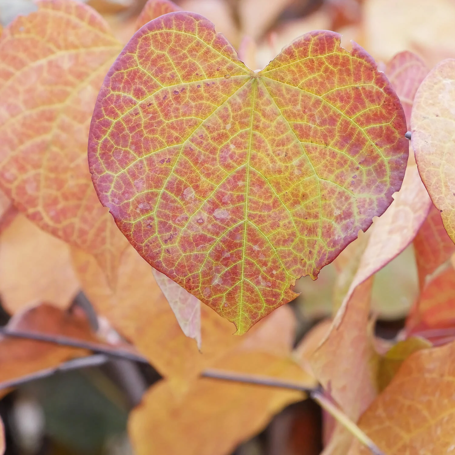 Cercis Canadensis 'Merlot' 2 Cercis Canadensis 'Merlot' – Bild 2
