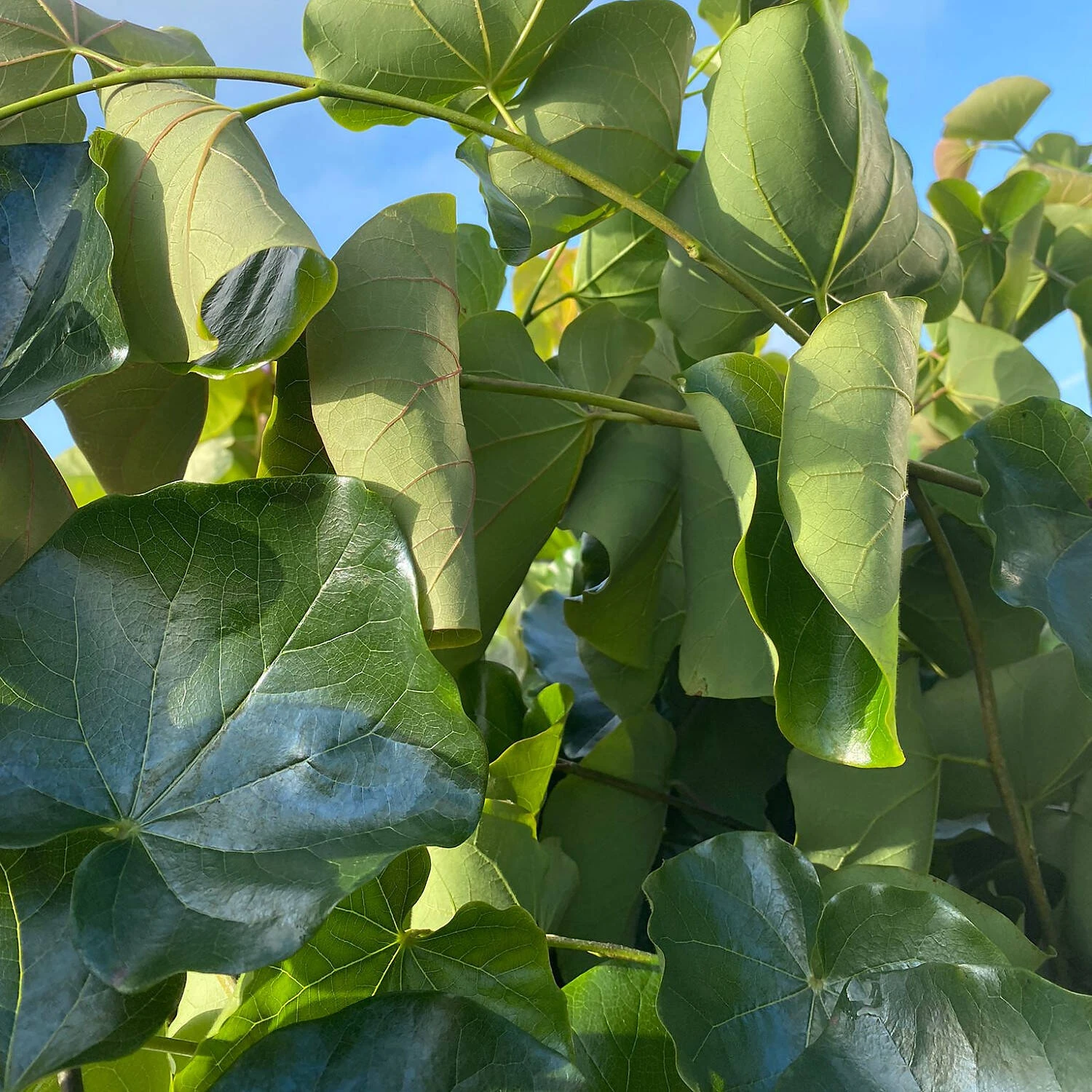 Cercis Canadensis 'Oklahoma' 1 Cercis Canadensis 'Oklahoma'