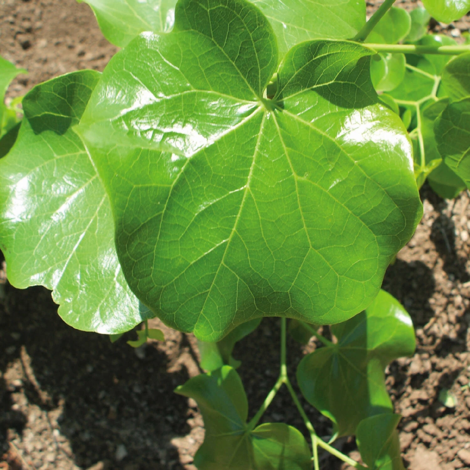 Cercis Canadensis 'Texas White' 1 Cercis Canadensis 'Texas White'