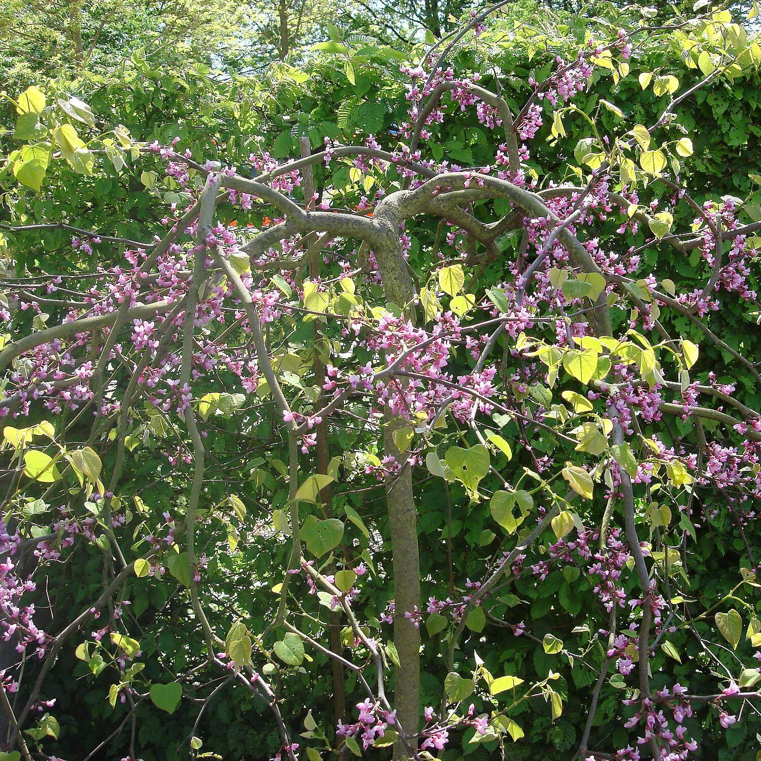 Cercis Canadensis 'Traveller' 3 Cercis Canadensis 'Traveller' – Bild 3
