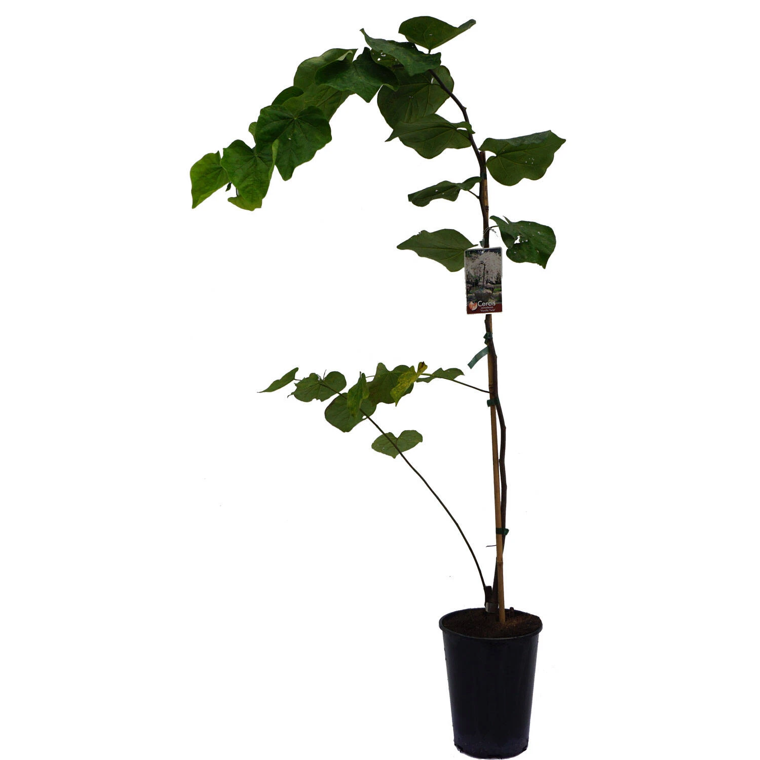 Cercis Canadensis 'Vanilla Twist' 2 Cercis Canadensis 'Vanilla Twist' – Bild 2