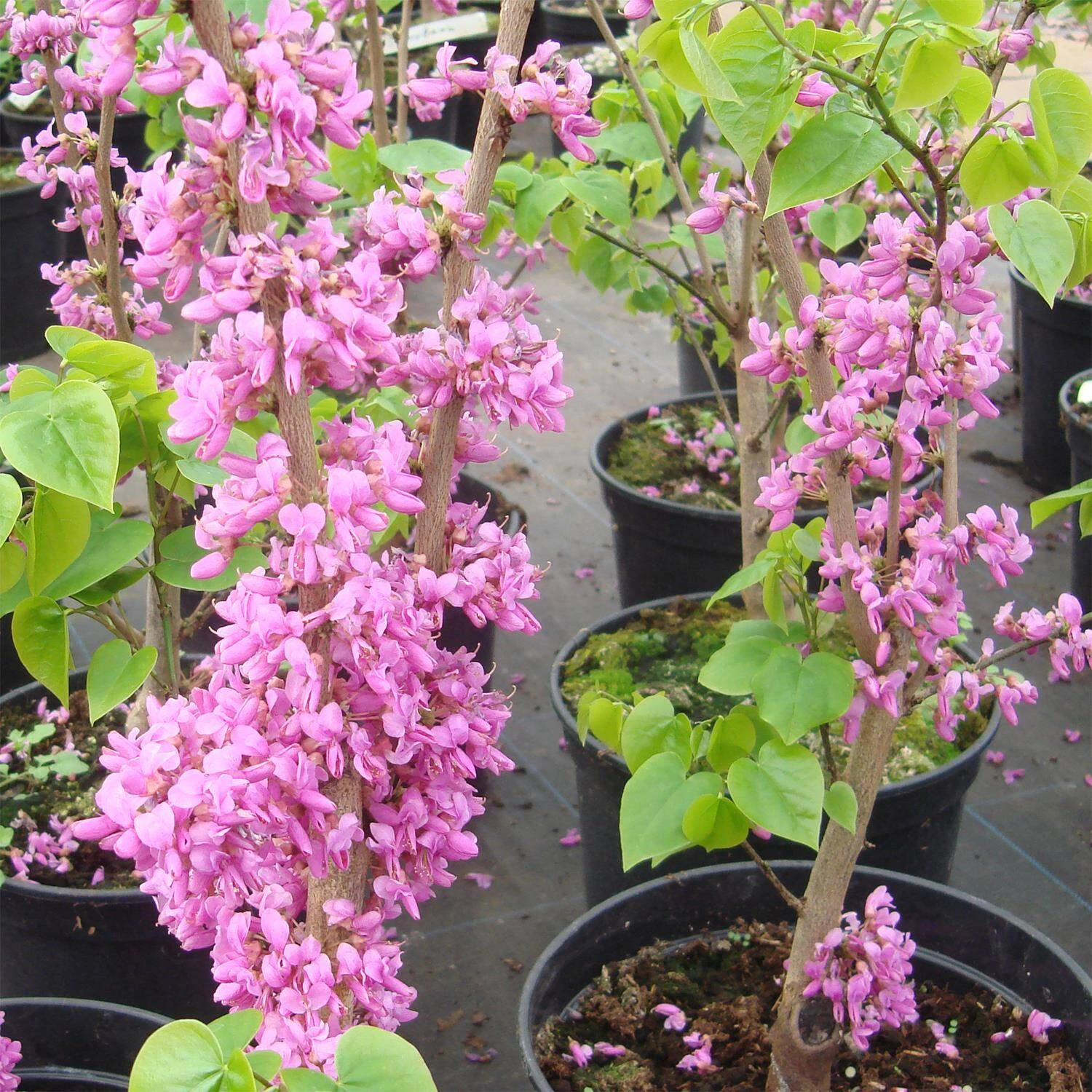 Cercis Chinensis 'Avondale' 1 Cercis Chinensis 'Avondale'