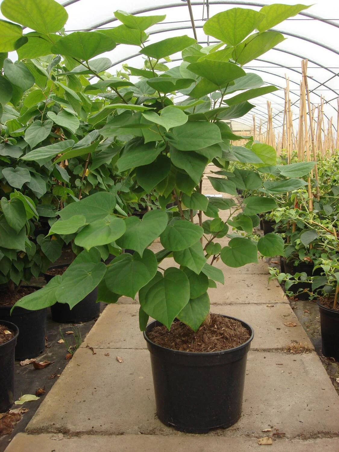 Cercis Chinensis 'Avondale' 3 Cercis Chinensis 'Avondale' – Bild 3