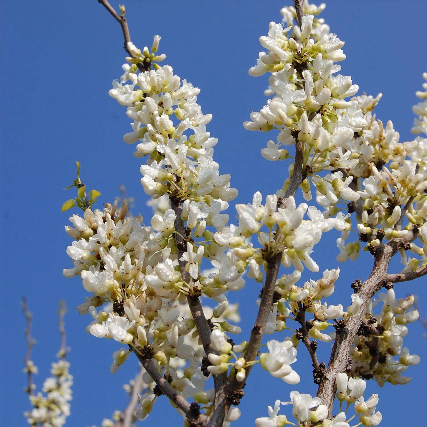 Cercis Chinensis 'Shirobana' 1 Cercis Chinensis 'Shirobana'