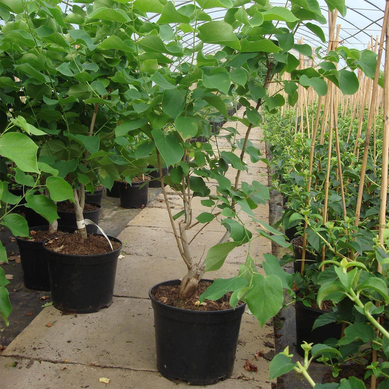 Cercis Chinensis 'Shirobana' 2 Cercis Chinensis 'Shirobana' – Bild 2