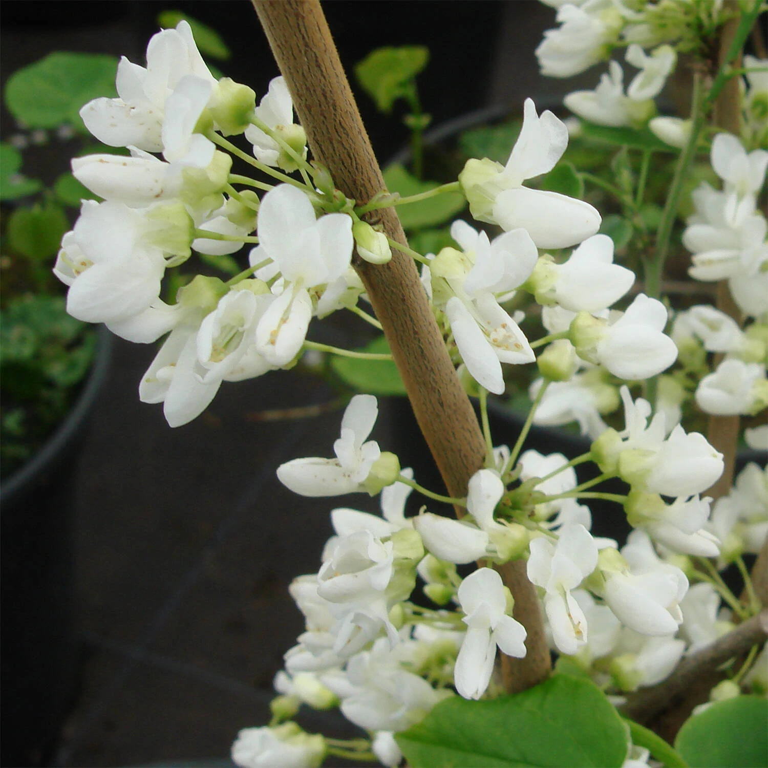 Cercis Chinensis 'Shirobana' 3 Cercis Chinensis 'Shirobana' – Bild 3