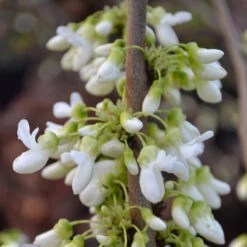 Cercis Chinensis 'Shirobana' 7 Cercis Chinensis 'Shirobana' -Seeds and Fertilizers Geschäft cercis chinensis shirobana weissbluehender judasbaum4