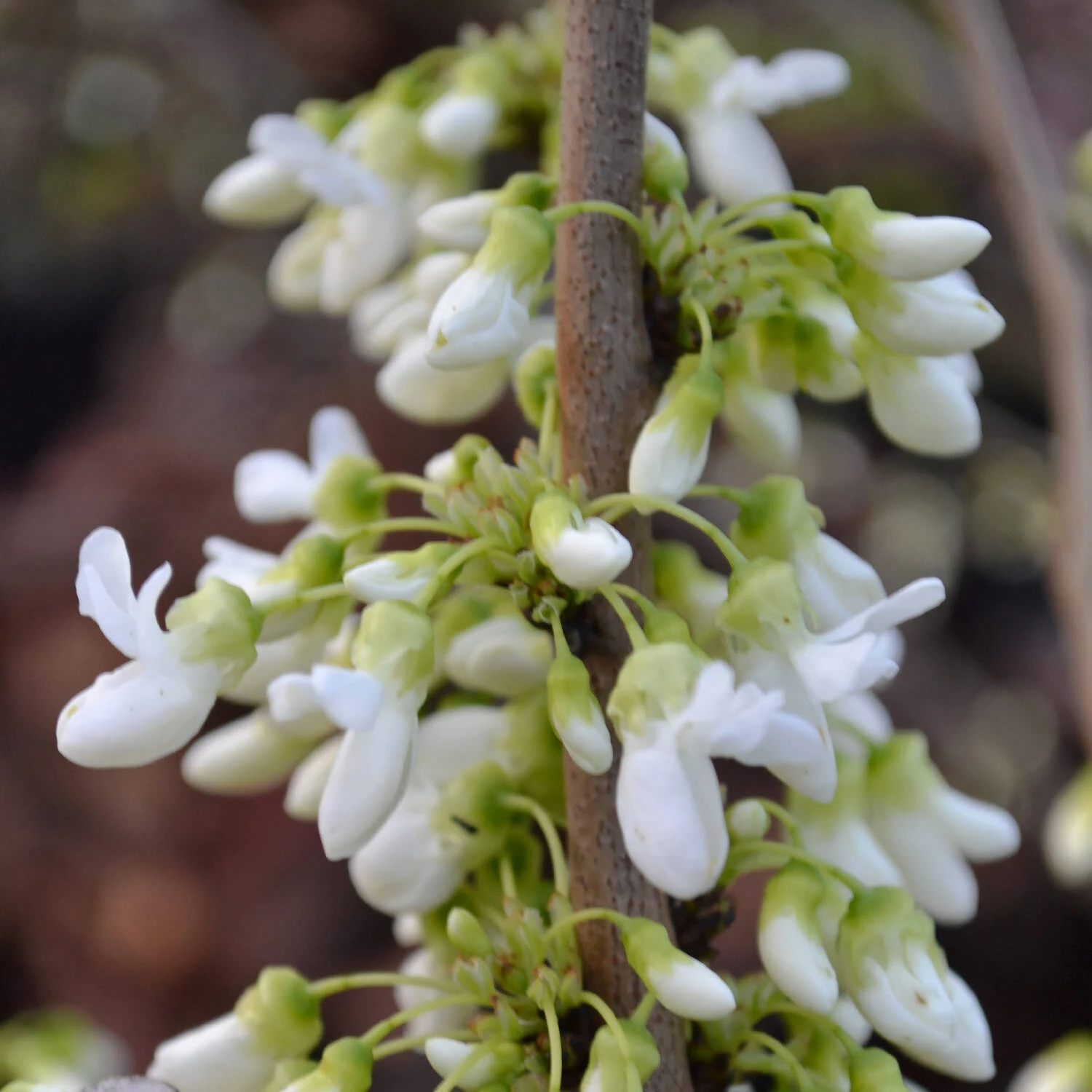 Cercis Chinensis 'Shirobana' 4 Cercis Chinensis 'Shirobana' – Bild 4