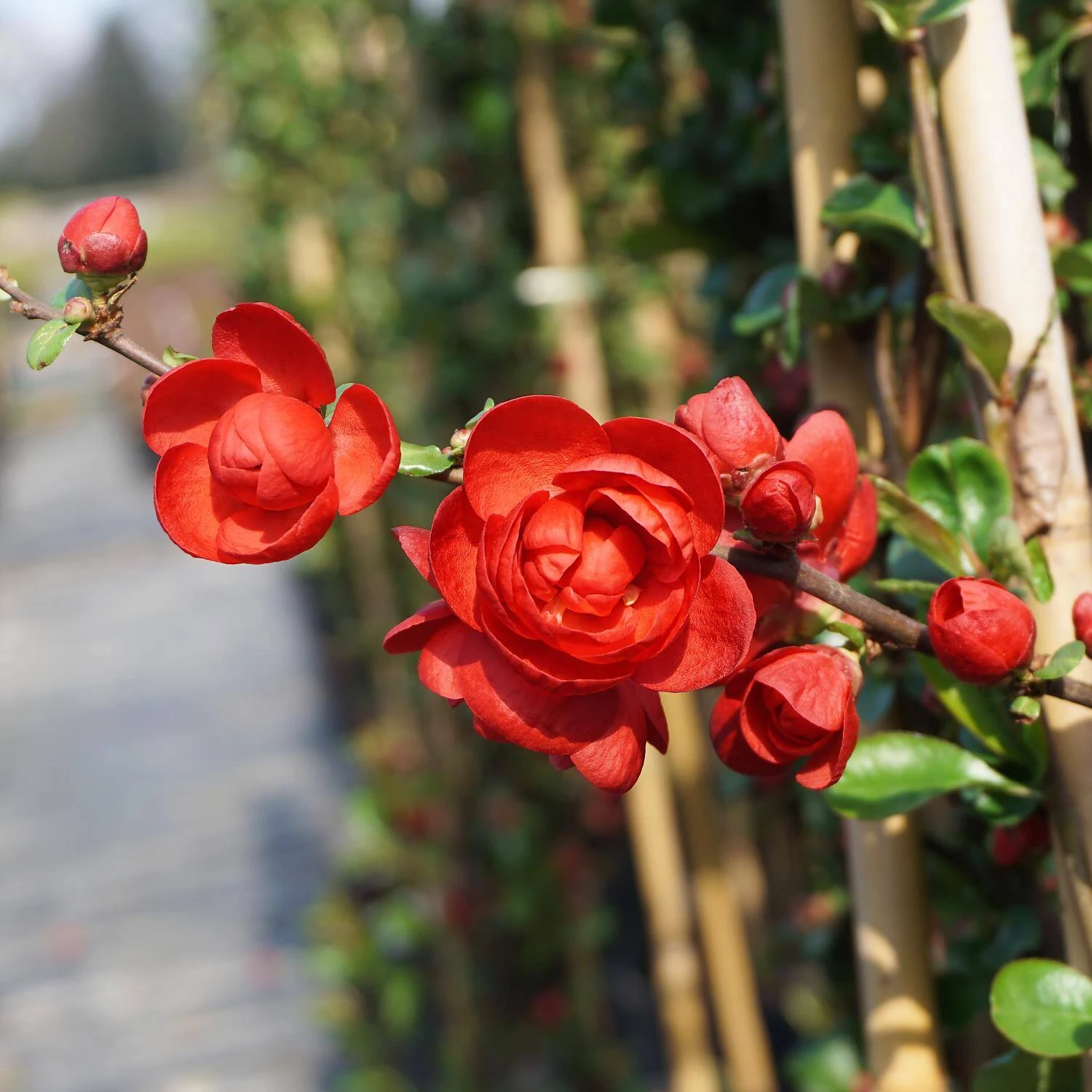 Chaenomeles Speciosa 'Scarlet Storm' 1 Chaenomeles Speciosa 'Scarlet Storm'