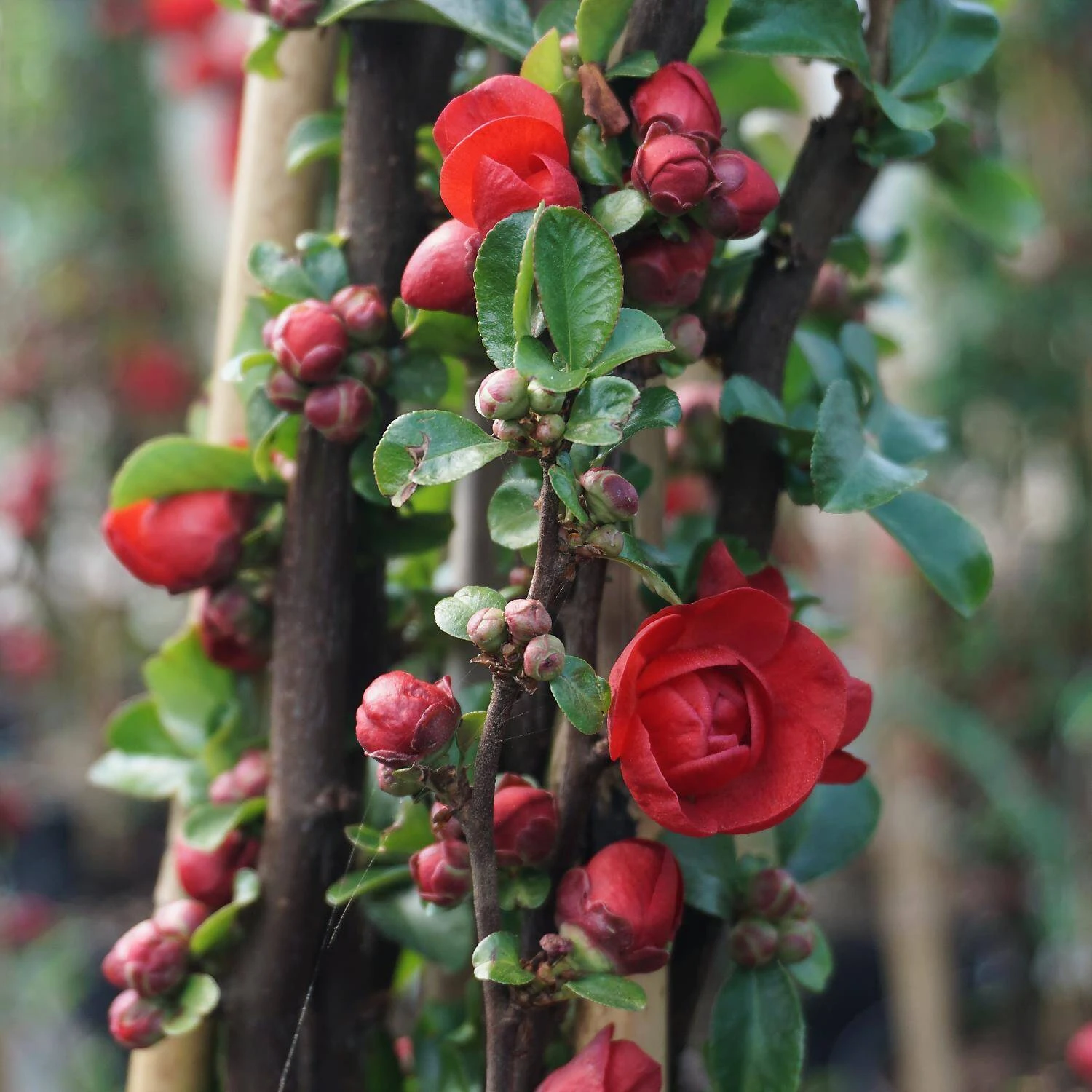 Chaenomeles Speciosa 'Scarlet Storm' 2 Chaenomeles Speciosa 'Scarlet Storm' – Bild 2