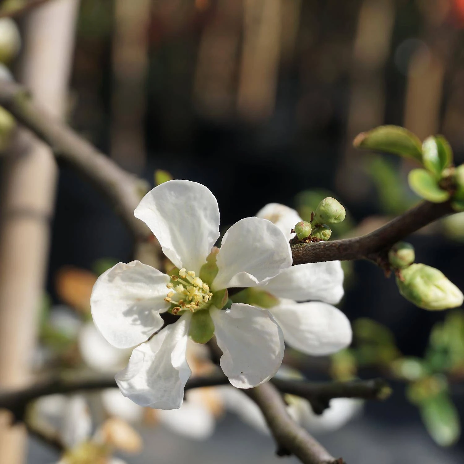 Chaenomeles Superba 'Jet Trail' 1 Chaenomeles Superba 'Jet Trail'