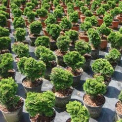 Chamaecyparis Obtusa 'Nana Gracilis' 6 Chamaecyparis Obtusa 'Nana Gracilis' -Seeds and Fertilizers Geschäft chamaecyparis nana gracilis zwerg muschelzypresse3