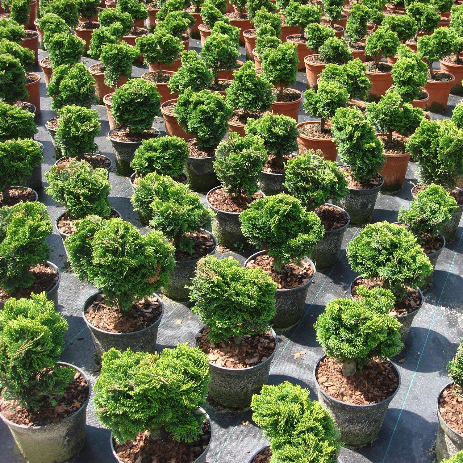 Chamaecyparis Obtusa 'Nana Gracilis' 3 Chamaecyparis Obtusa 'Nana Gracilis' – Bild 3