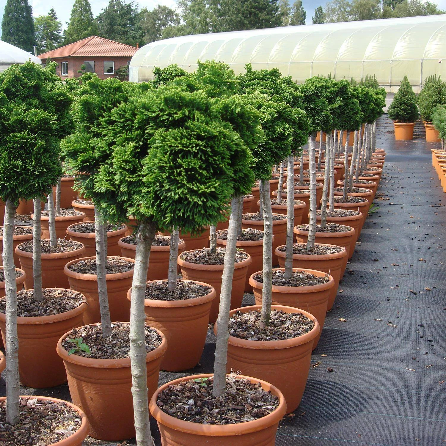 Chamaecyparis Obtusa 'Nana Gracilis' 4 Chamaecyparis Obtusa 'Nana Gracilis' – Bild 4