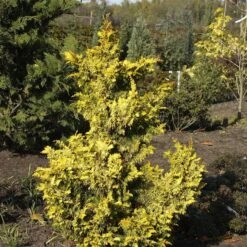 Chamaecyparis Obtusa 'Tetragona Aurea'
