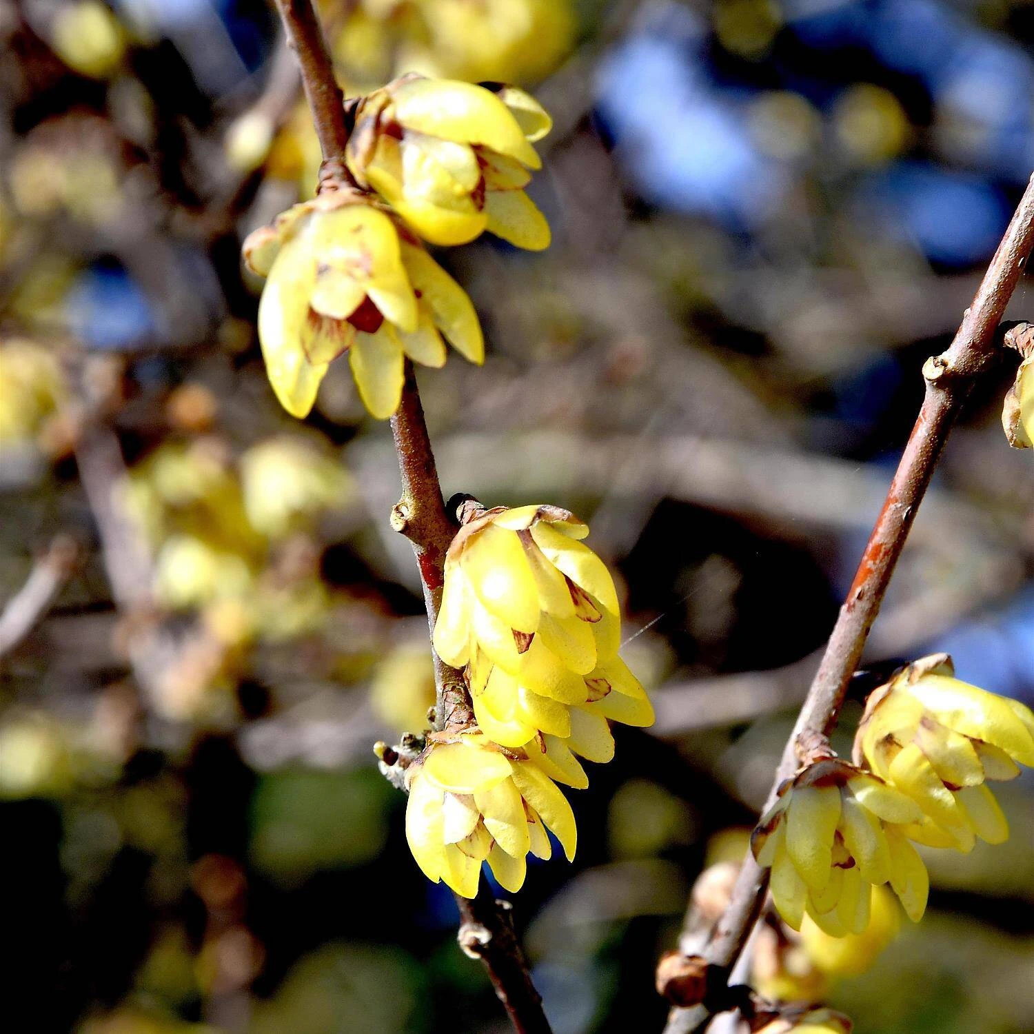 Chimonanthus Praecox 1 Chimonanthus Praecox