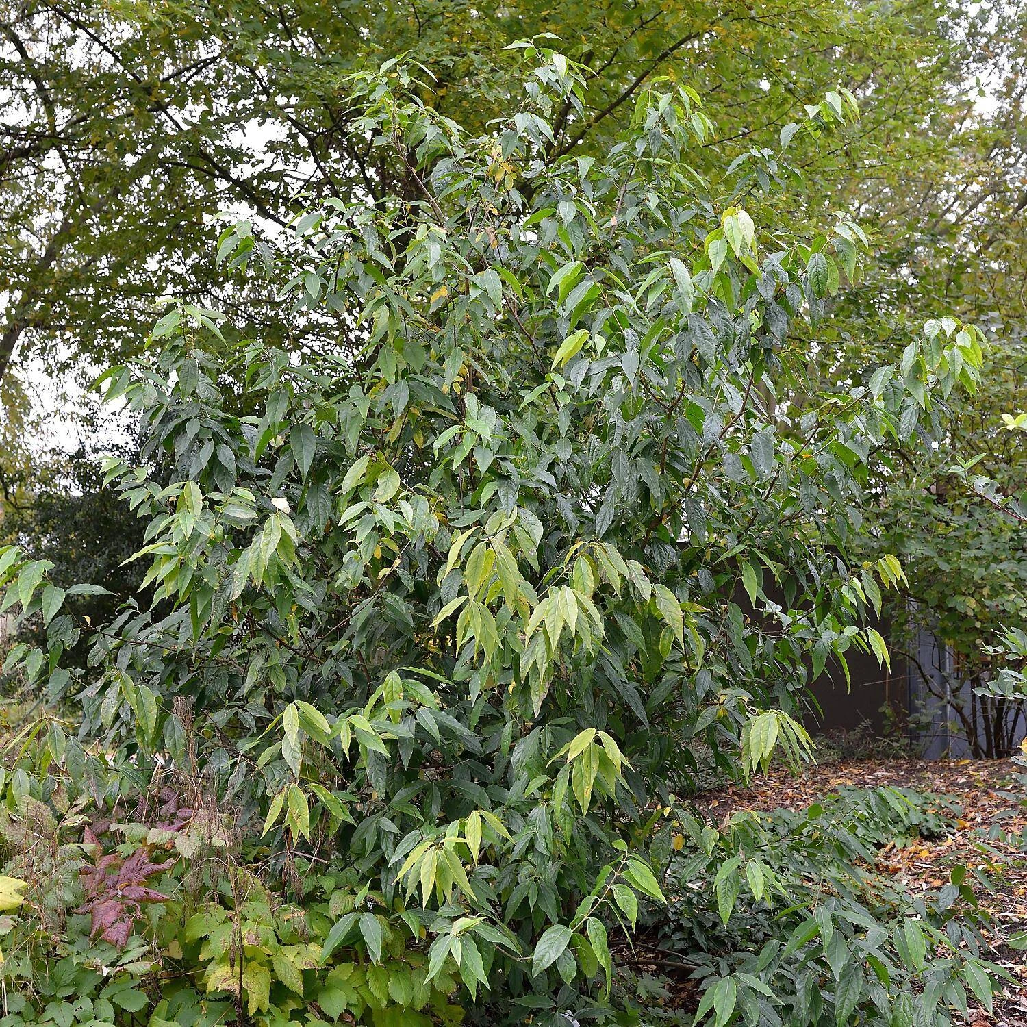 Chimonanthus Praecox 2 Chimonanthus Praecox – Bild 2