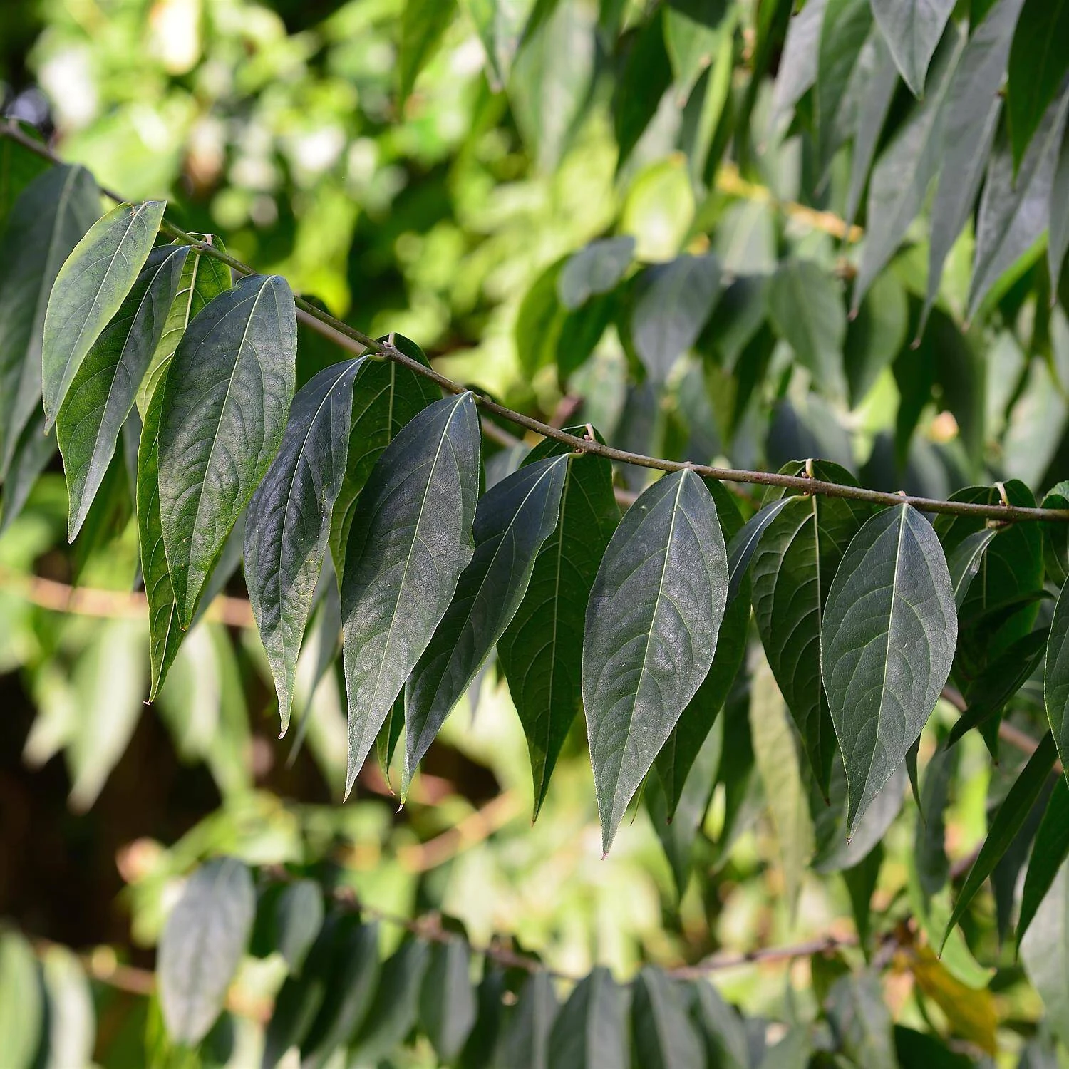 Chimonanthus Praecox 3 Chimonanthus Praecox – Bild 3