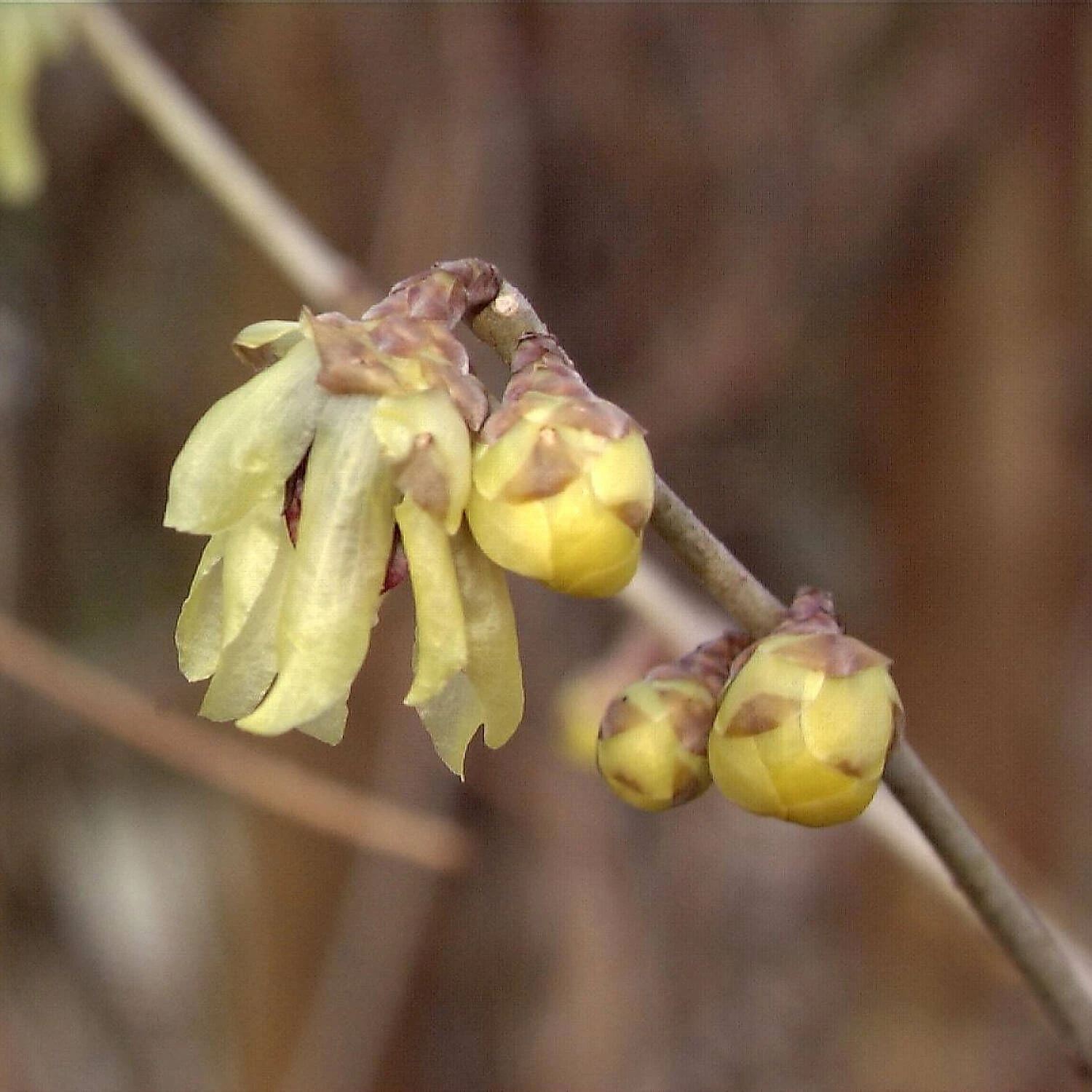 Chimonanthus Praecox 5 Chimonanthus Praecox – Bild 5