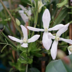Clematis Armandii