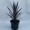 Cordyline Australis 'Purple Tower'