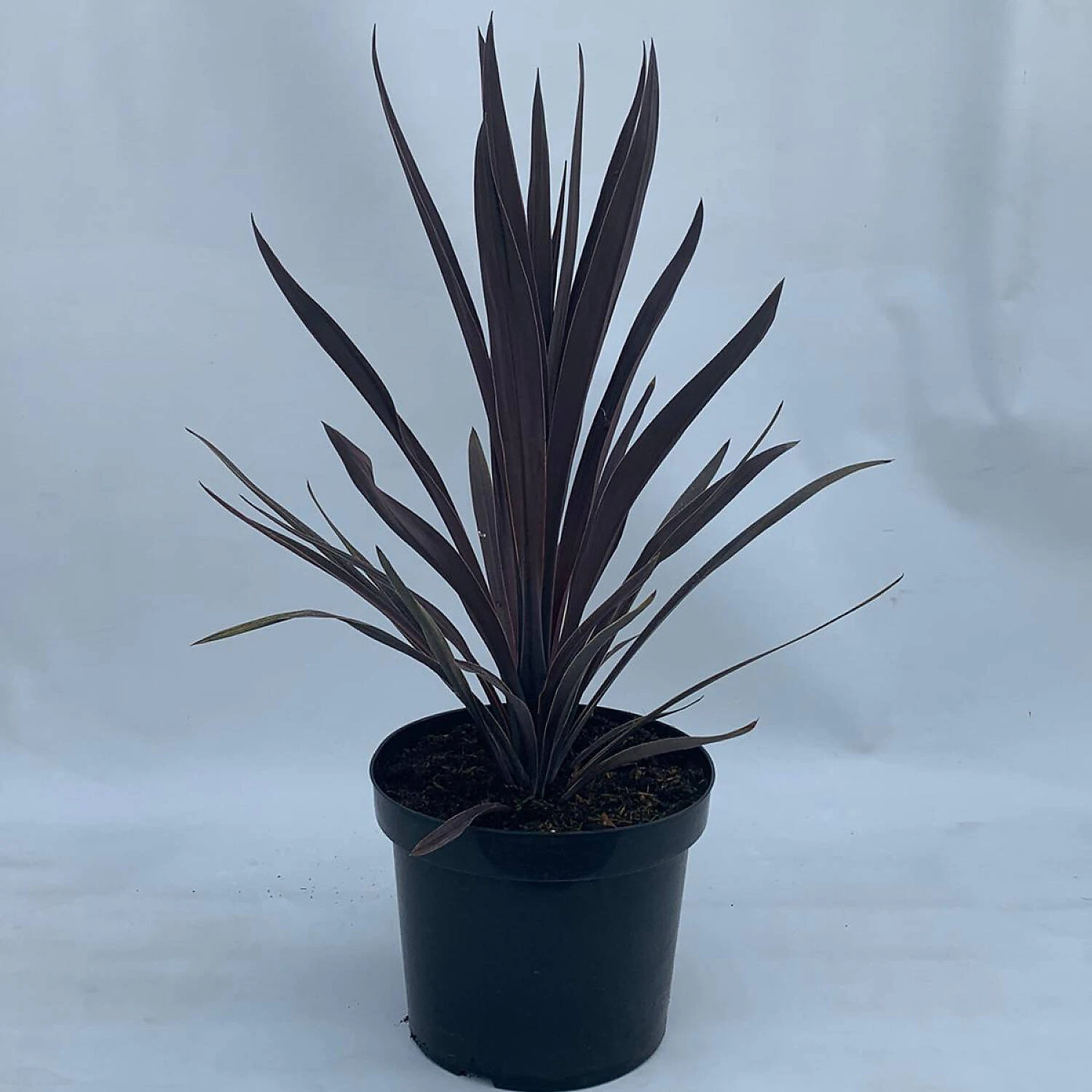 Cordyline Australis 'Purple Tower' 1 Cordyline Australis 'Purple Tower'