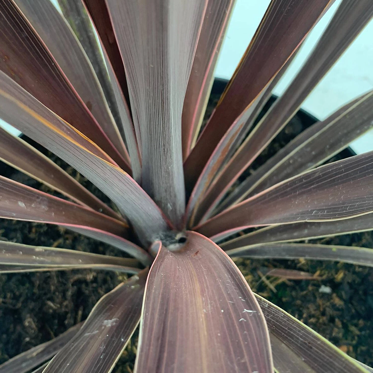 Cordyline Australis 'Purple Tower' 2 Cordyline Australis 'Purple Tower' – Bild 2