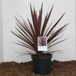 Cordyline Australis 'Red Star'