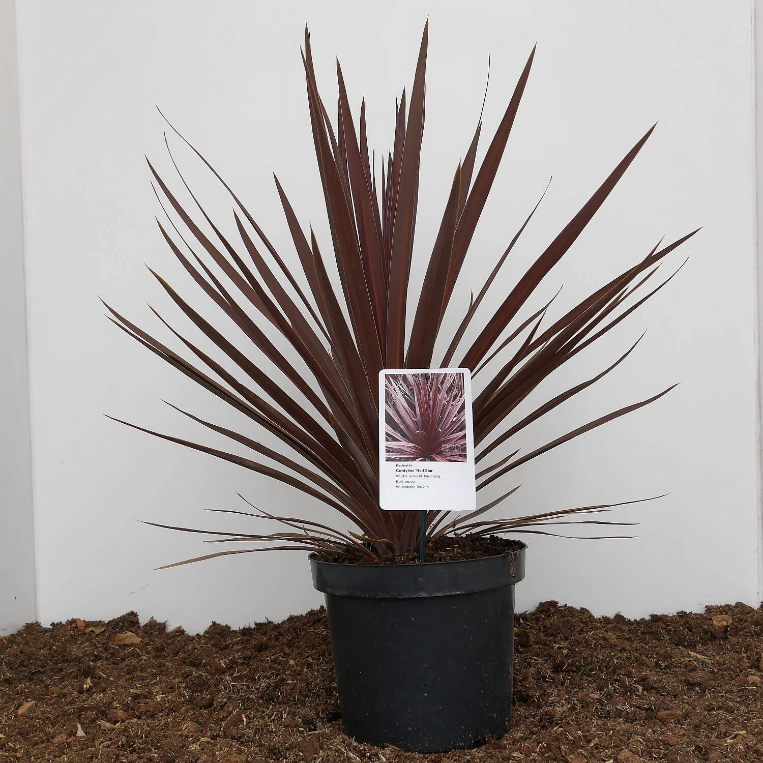 Cordyline Australis 'Red Star' 1 Cordyline Australis 'Red Star'