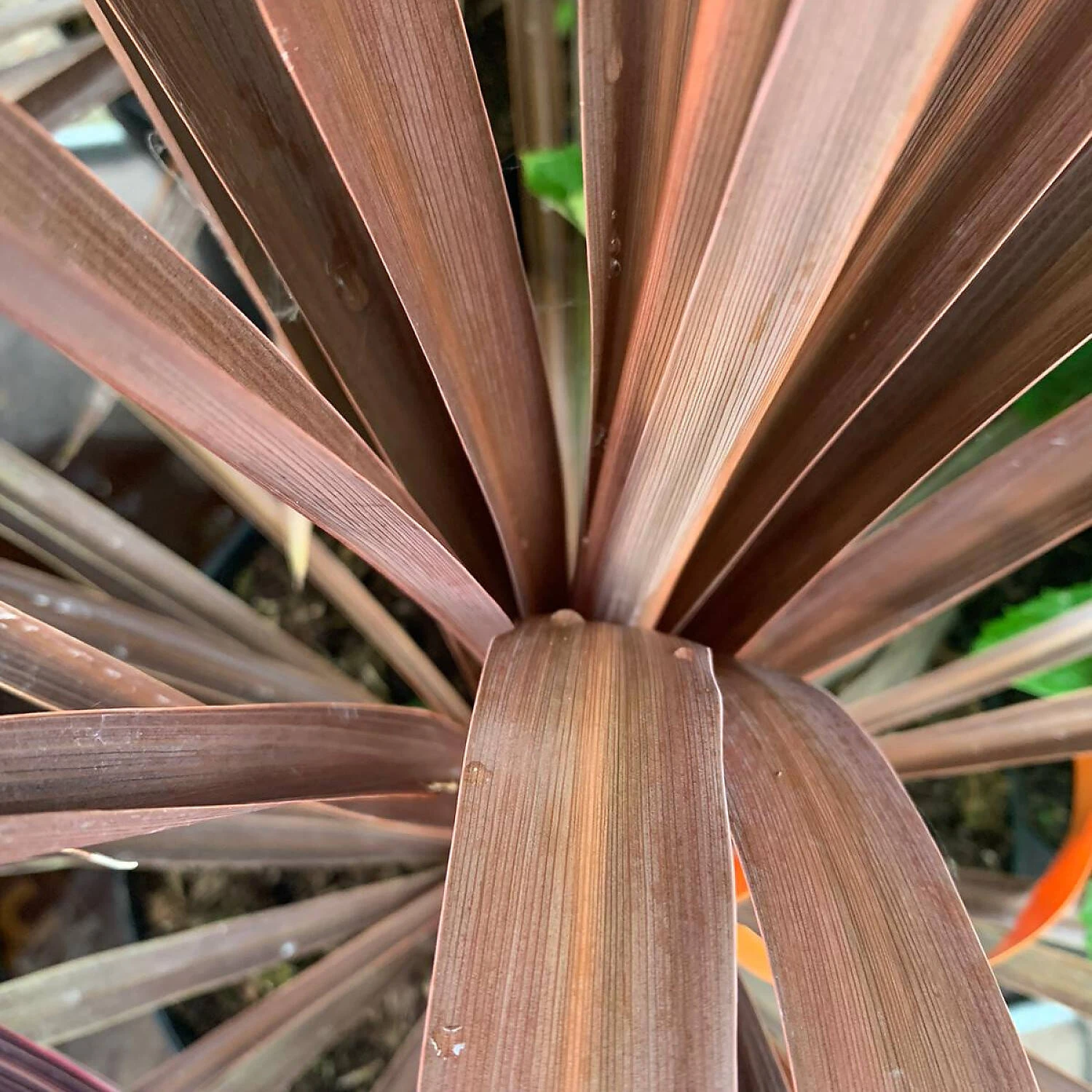Cordyline Australis 'Red Star' 2 Cordyline Australis 'Red Star' – Bild 2