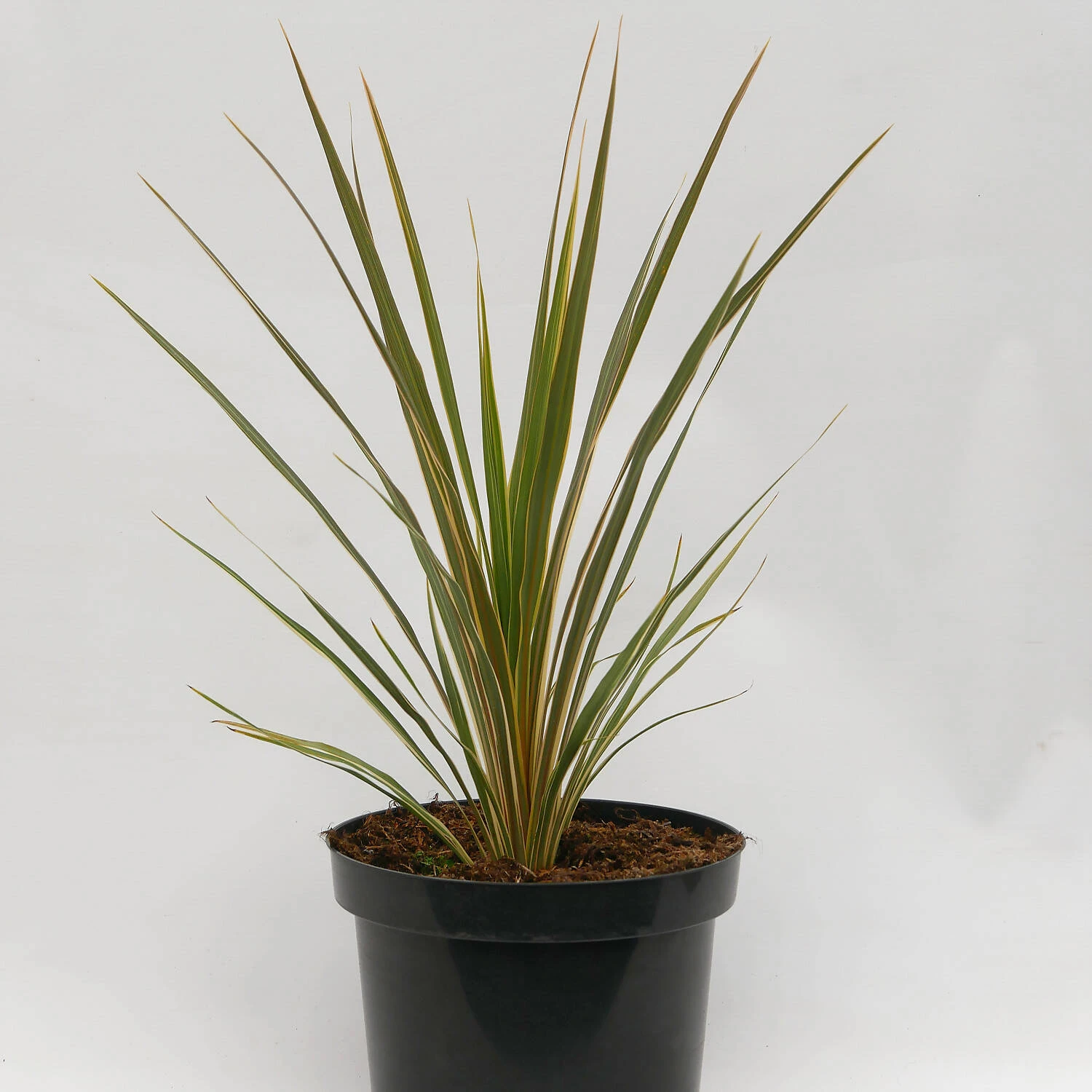 Cordyline Australis 'Torbay Dazzler' 1 Cordyline Australis 'Torbay Dazzler'