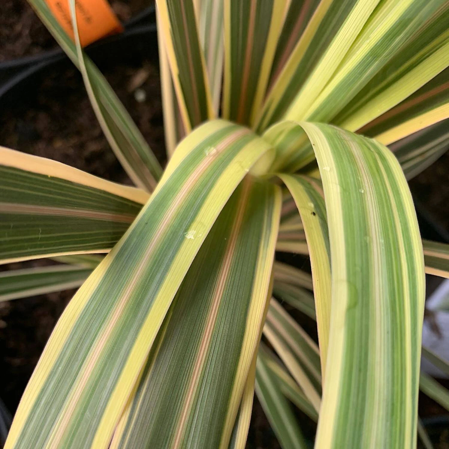 Cordyline Australis 'Torbay Dazzler' 2 Cordyline Australis 'Torbay Dazzler' – Bild 2